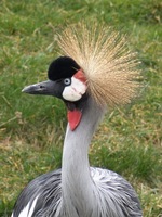 Balearica regulorum gibbericeps