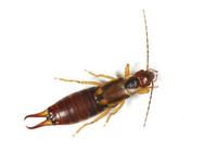 Image of: Dermaptera (earwigs)