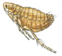 Image of: Xenopsylla cheopis (oriental rat flea)