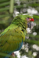 Ara ambigua - Great Green Macaw