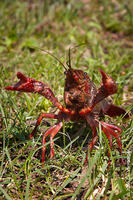 Image of: Orconectes rusticus (rusty crayfish)