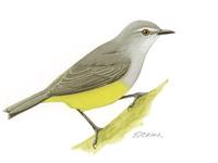 Image of: Eremomela icteropygialis (yellow-bellied eremomela)