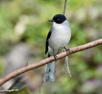 Image of: Heterophasia melanoleuca (black-backed sibia)