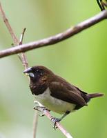 Image of: Lonchura leucogastroides (Javan munia)