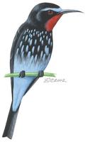 Image of: Merops gularis (black bee-eater)
