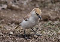 Image of: Pseudopodoces humilis (Hume's groundpecker)