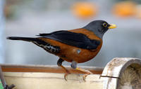 Image of: Turdus rubrocanus (chestnut thrush)
