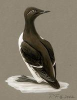 Image of: uria aalge (guillemot;common murre)