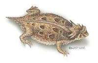 Image of: Phrynosoma cornutum (Texas horned lizard)