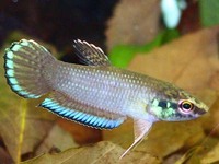 betta Tanieta, from Sarawak