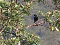 Blackish Cuckooshrike - Coracina coerulescens