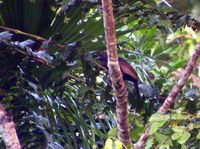 Paradise-crow - Lycocorax pyrrhopterus