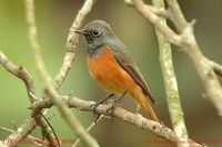 Black Redstart - Phoenicurus ochruros