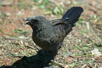 Apostlebird