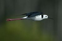 Black winged Stilt