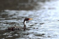 Red-legged Cormorant - Phalacrocorax gaimardi