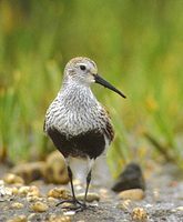 Dunlin (Calidris alpina) photo