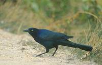 Boat-tailed Grackle (Quiscalus major) photo