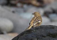 Gough Bunting (Rowettia goughensis) photo