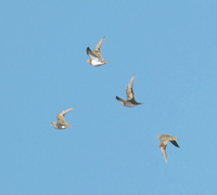 Pin-tailed Sandgrouse (Pterocles alchata) photo