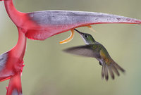 Andean Emerald (Amazilia franciae) photo