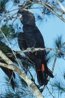 Glossy Black-Cockatoo - Calyptorhynchus lathami