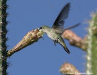 Antillean Mango - Anthracothorax dominicus