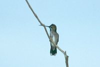 Long-billed Starthroat - Heliomaster longirostris