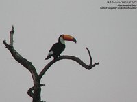 Toco Toucan - Ramphastos toco