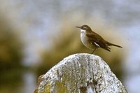 White-winged Cinclodes - Cinclodes atacamensis