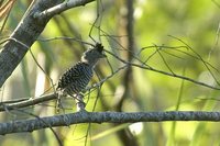 Barred Antshrike - Thamnophilus doliatus