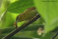 Russet Antshrike - Thamnistes anabatinus