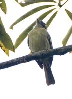 Yellow-margined Flycatcher - Tolmomyias assimilis