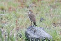 White-browed Ground-Tyrant - Muscisaxicola albilora