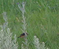 Pale-crowned Cisticola - Cisticola cinnamomeus