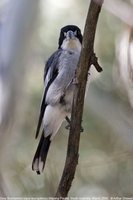 Gray Butcherbird - Cracticus torquatus