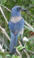 Florida Scrub-Jay - Aphelocoma coerulescens