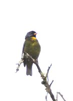 Moss-backed Tanager - Bangsia edwardsi