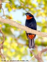 Puerto Rican Bullfinch - Loxigilla portoricensis