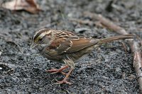 White-throated Sparrow - Zonotrichia albicollis