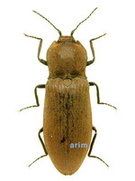 황토색방아벌레 - Agrypnus cordicollis