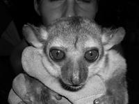 Manasamody Sportive Lemur (Lepilemur manasamody)