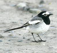 Masked Wagtail