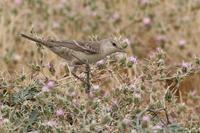 Barred Warbler