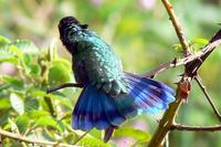 Colibri Grande - Sparkling Violetear - Colobri coruscans