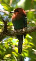 Broad-billed Motmot (Electron platyrhynchum)