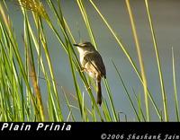 Plain Prinia