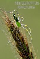 Green Lynx Spider stock photo