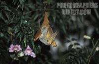 ...Yellow winged bat ( Lavia frons ) often emerge before dark to hunt invertebrates , Queen Elizabe
