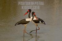 Saddle billed Storks in waterhole stock photo